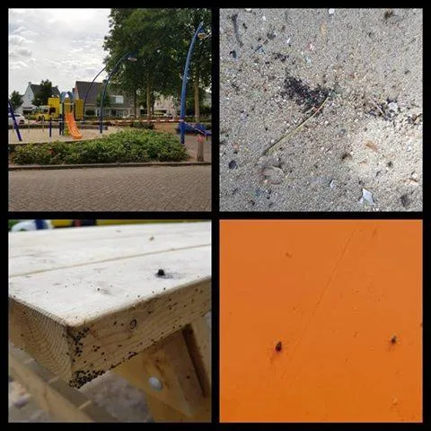 37979105 1015062181987100 5281849165989543936 n