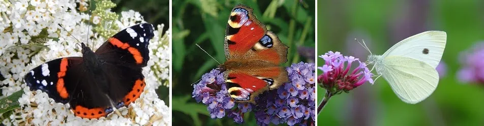 vlinder