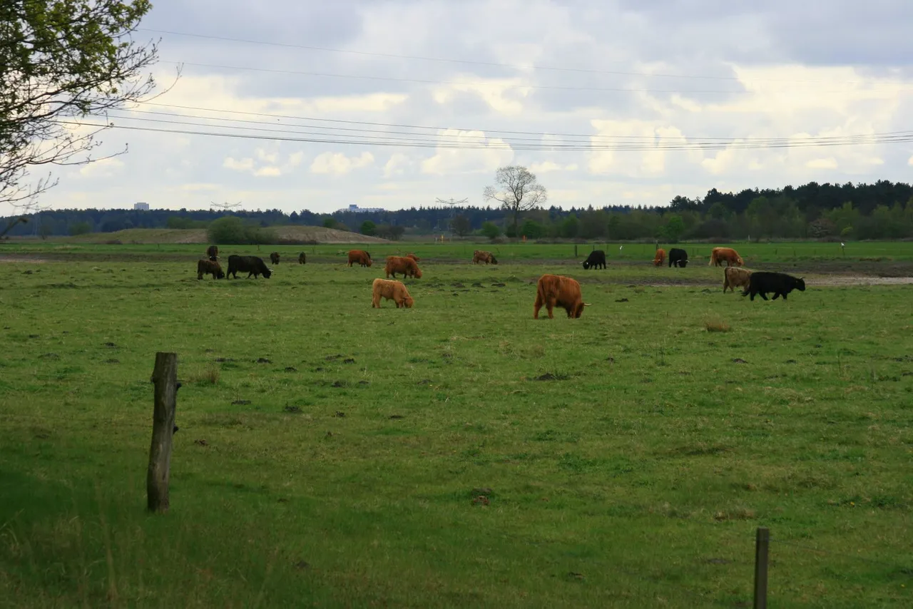 ws 2023 2024 foto hooglanders lobelia