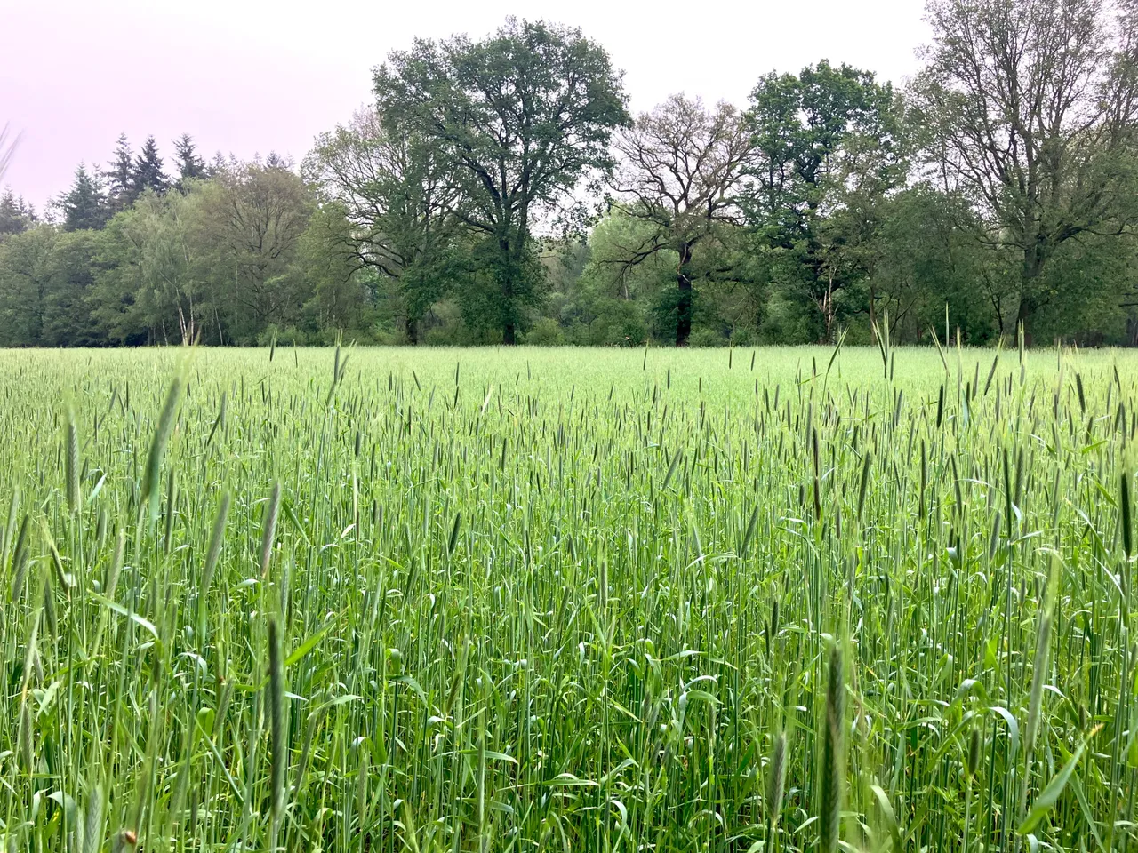 Oude graangewassen op de pessaert