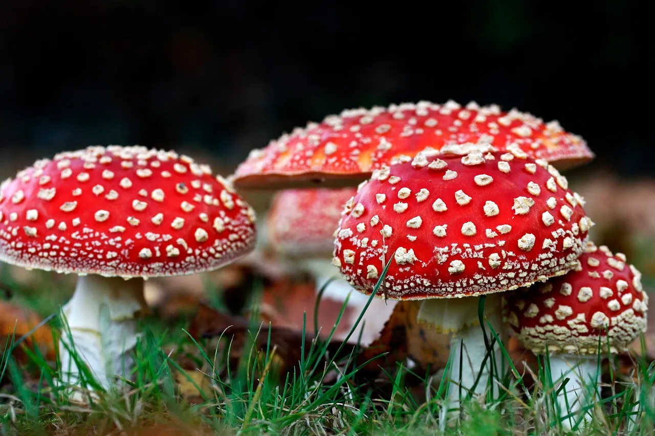 fly agaric 6470347 1280 moffati pb