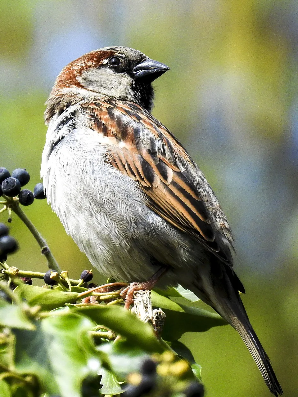 sparrow 2404824 1280 pixabay kathy buscher