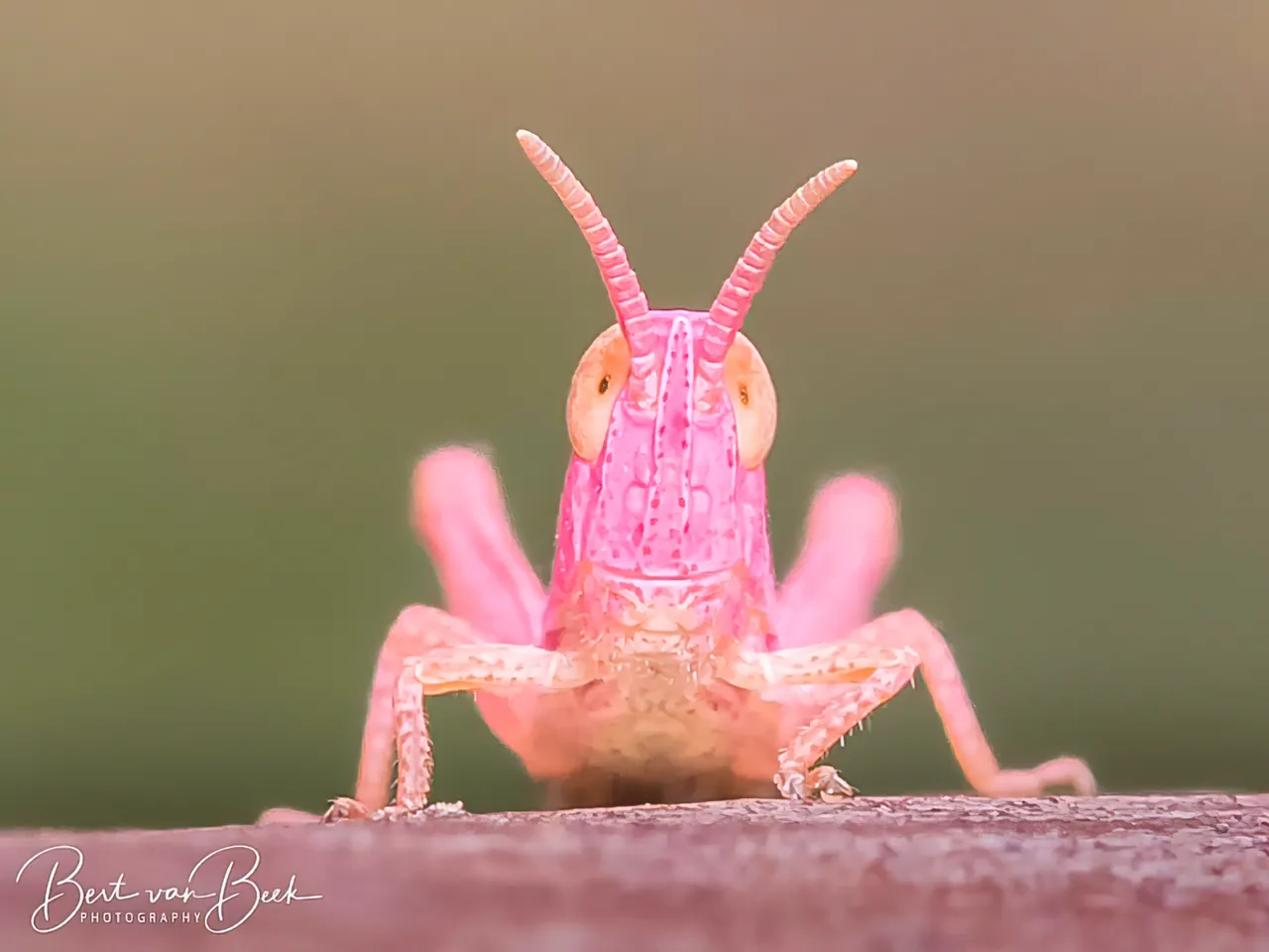 2 lezing macrofotografie 9 oktober 2023