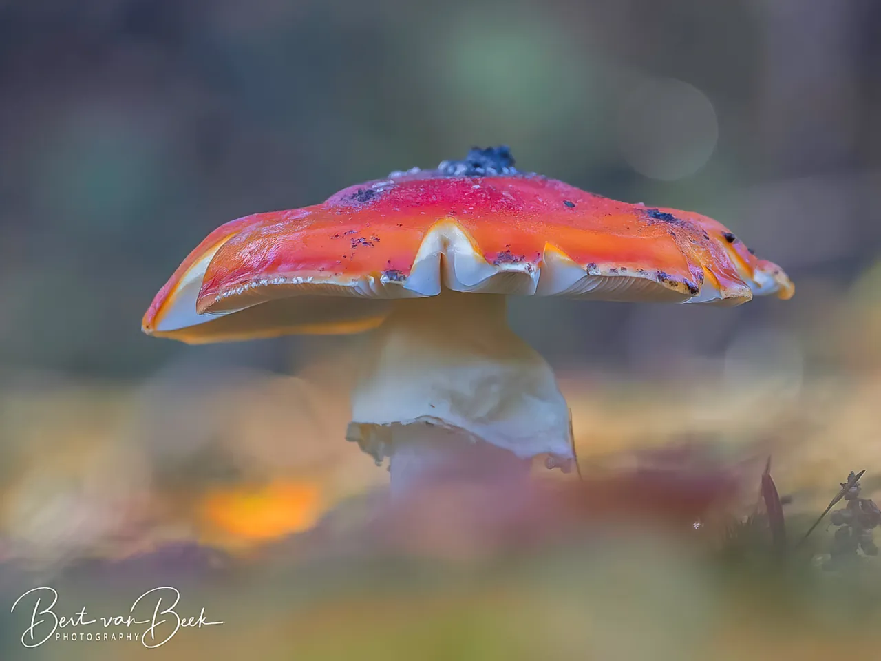 4 lezing macrofotografie 9 oktober 2023