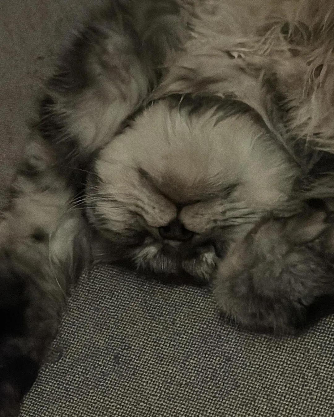 puck moonen kat loki