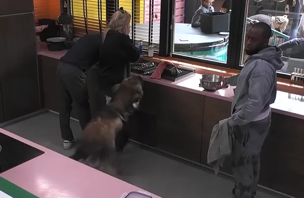 Big Brother moment hond