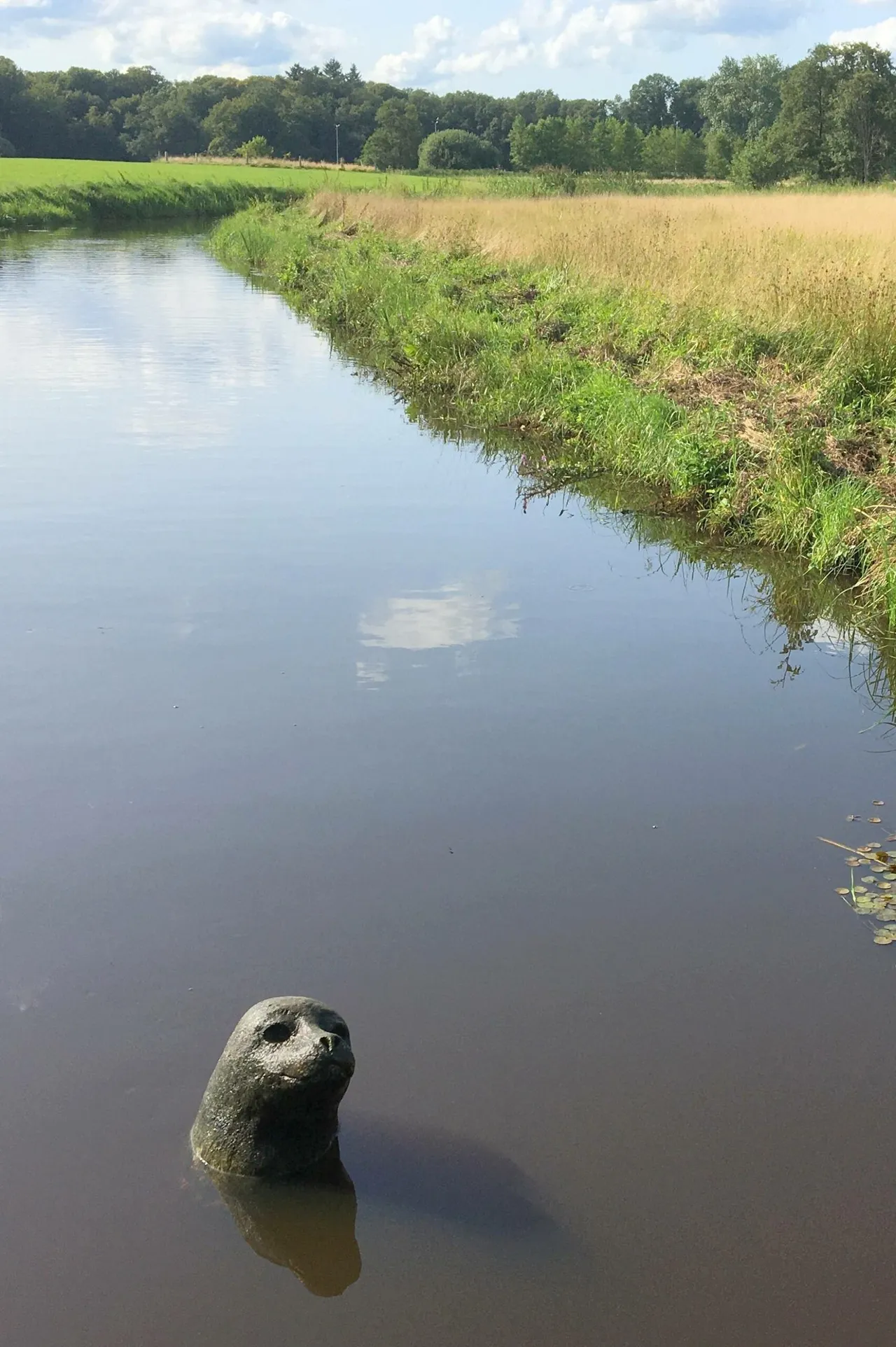 de wijk reest zeehondkunst scaled