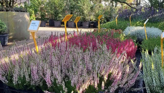 4heideplanten
