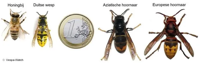 hornaar