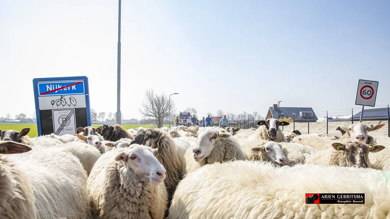 2021 03 31 schapen 03