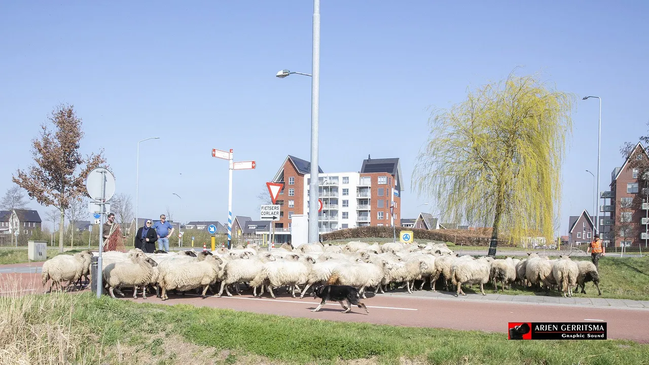 2021 03 31 schapen 06