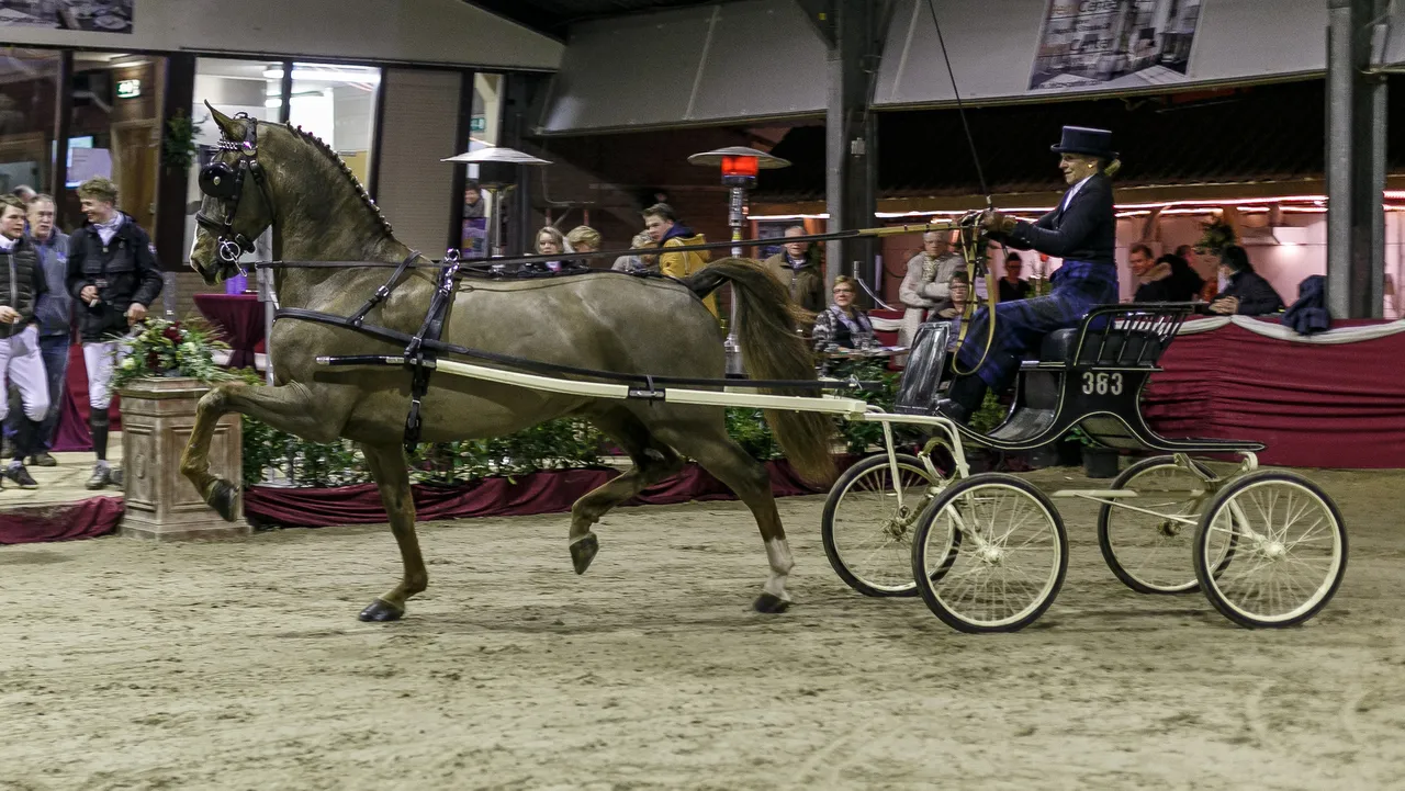 2016 02 21 jin tuigpaard