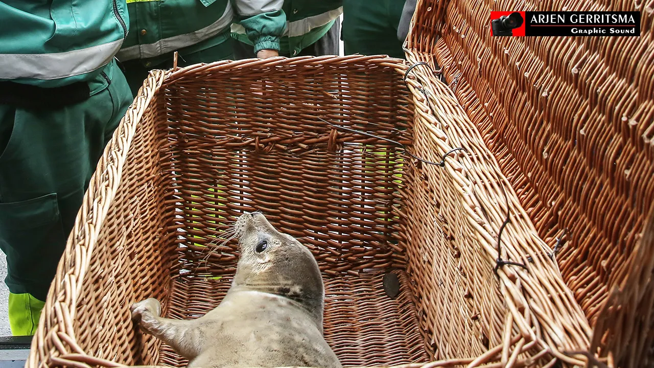 2016 11 03 zeehond 04
