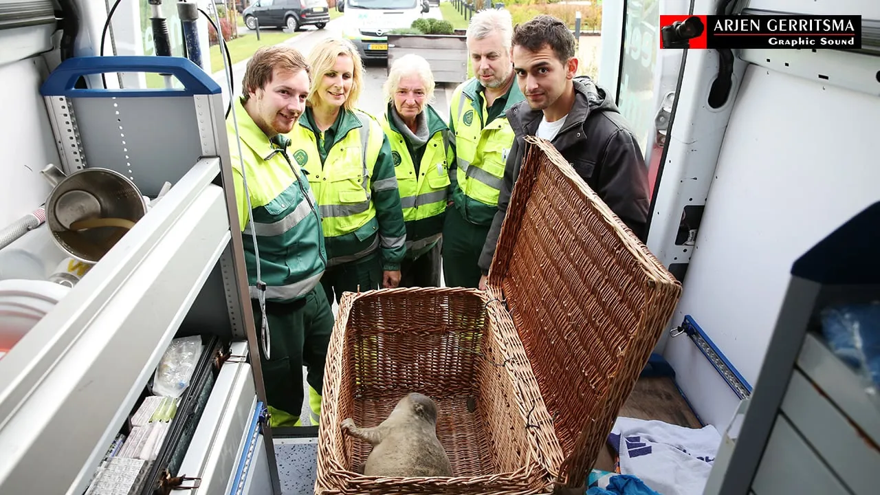 2016 11 03 zeehond 05