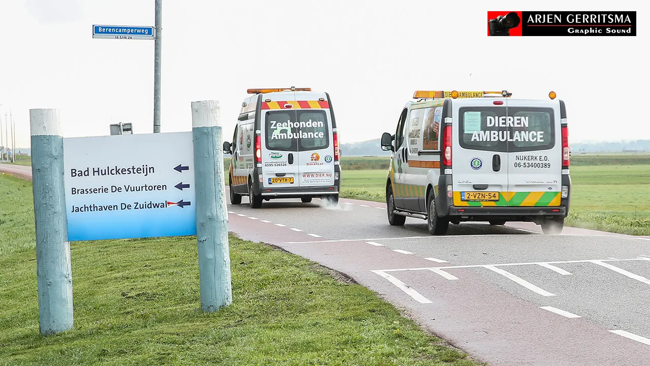 2016 11 03 zeehond 09