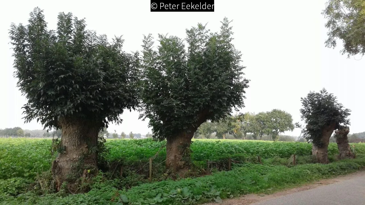 2017 10 05 knotessen peter eekelder