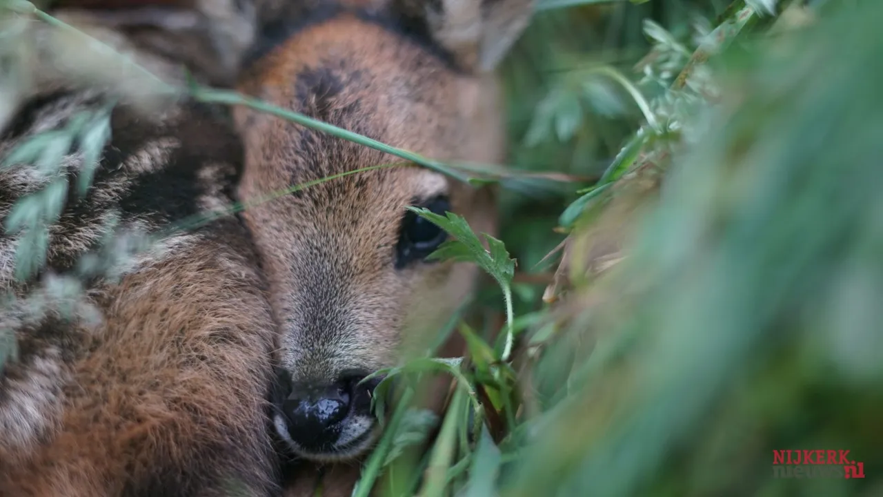 2018 06 04 reekalfjes redden 3 30
