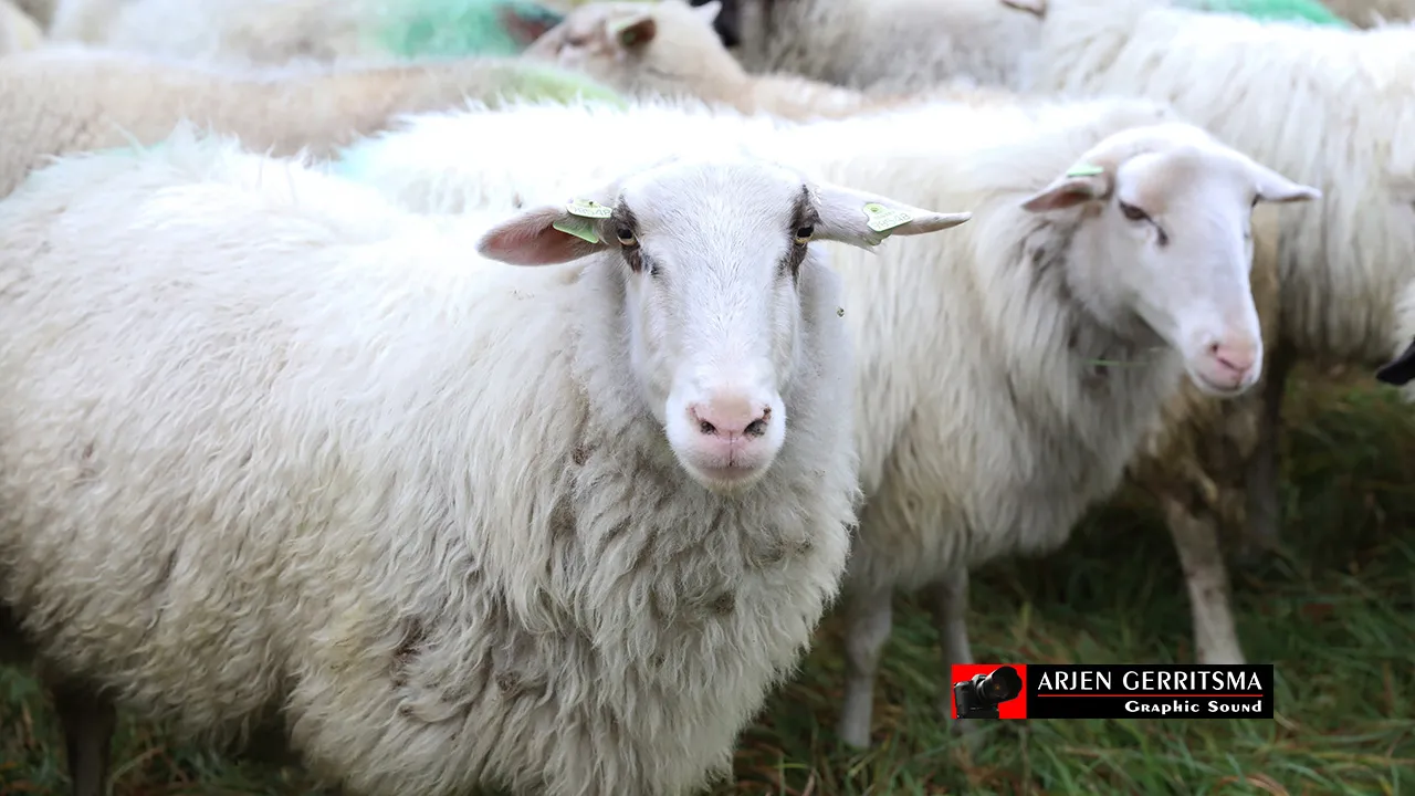 2018 12 05 schapenn 004