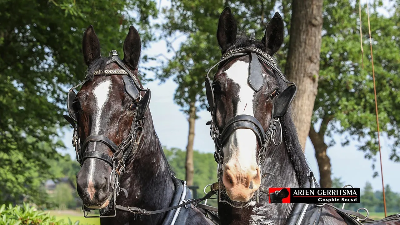 2019 07 06 dap aangespannen paard 04