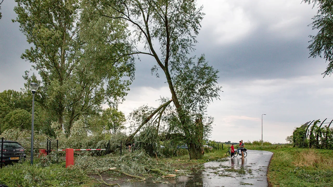 2020 08 16 bad hulckesteijn omgewaaide boom 01