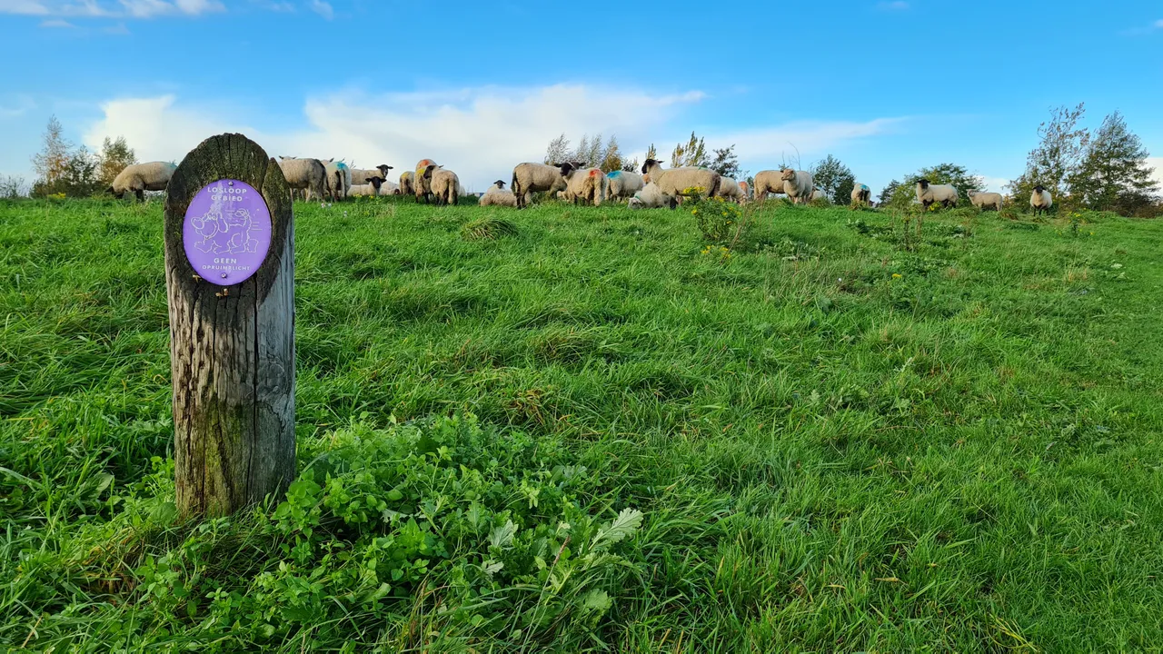 2020 10 28 schapen aboyaakoub 03