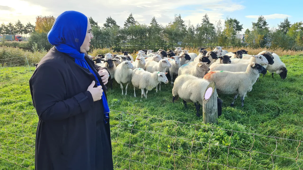 2020 10 28 schapen aboyaakoub 08