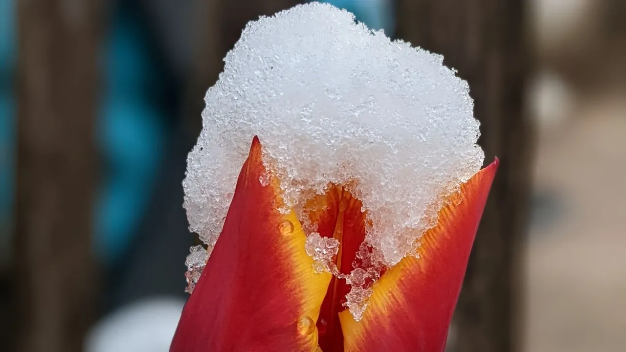 2022 04 01 sneeuw 2