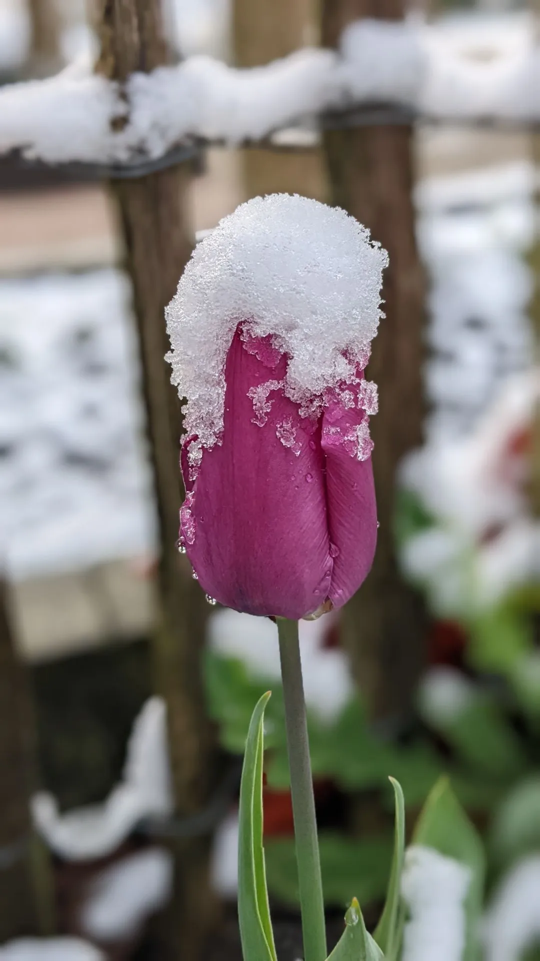 2022 04 01 sneeuw 3