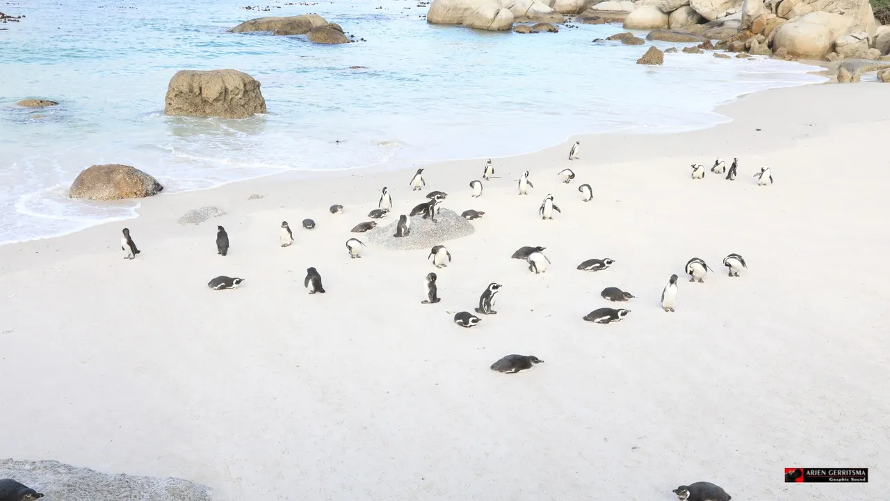 2022 07 19 arjen pinguin