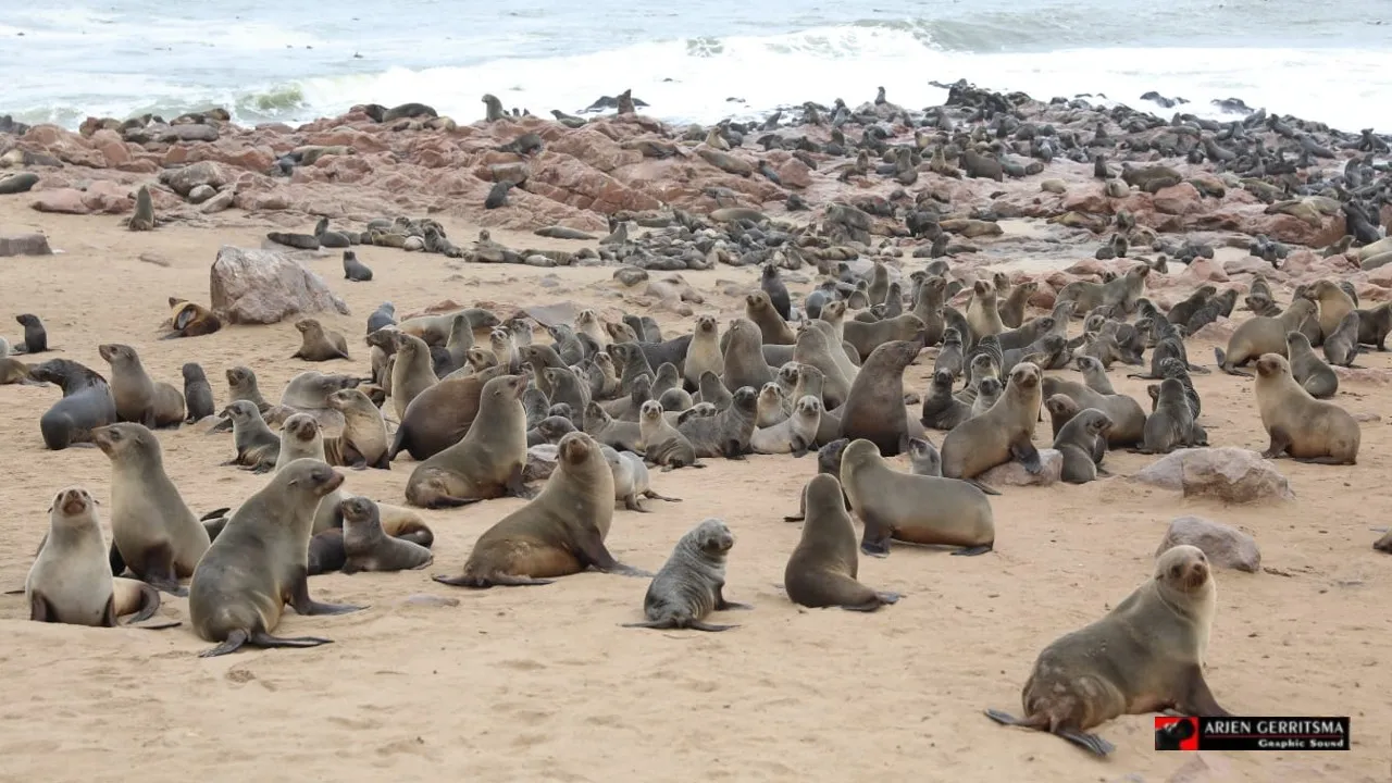 2022 07 28 arjen zeerobben