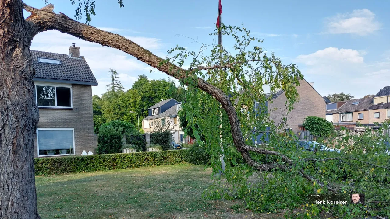 2022 08 24 boom aan de wittenburg