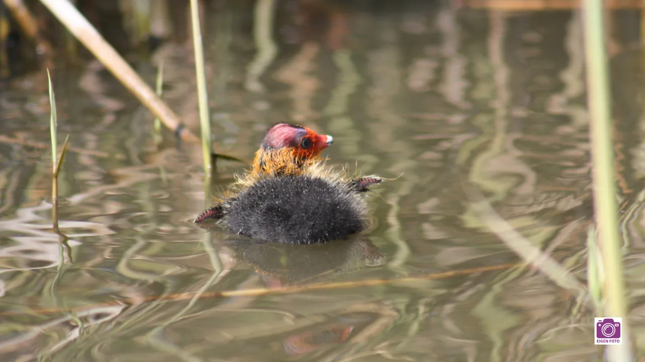 2026-02-25 ivn jeugd 4