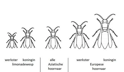 ware grote aziatische hornaar in vergelijking met wespen