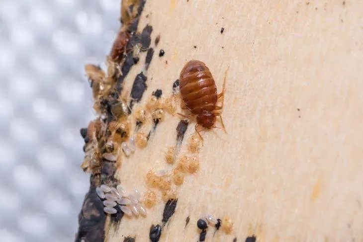 Bedwantsen.met eieren.bed-bugs-bestrijden