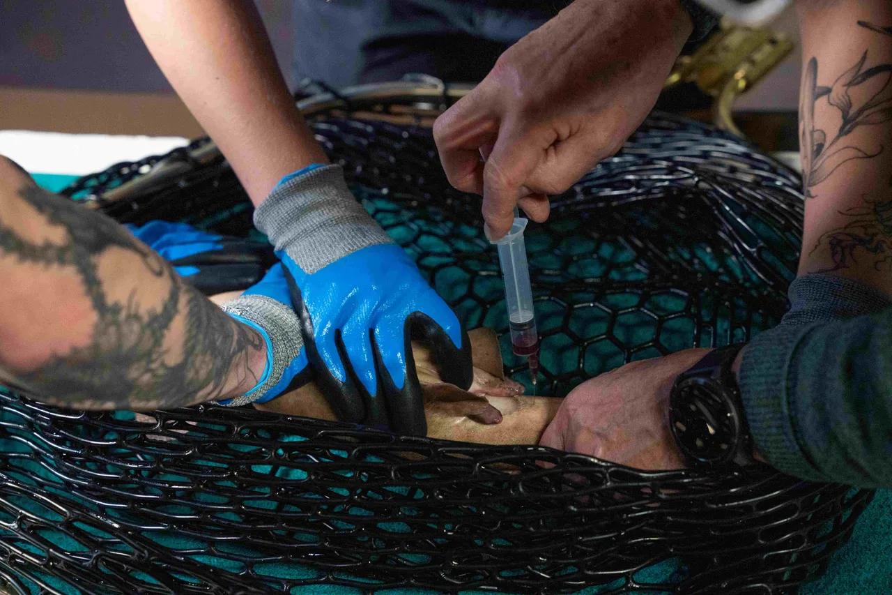 Haaien.Bloedafname kleine verpleegsterhaai-Foto.BZ.Mira Meijer