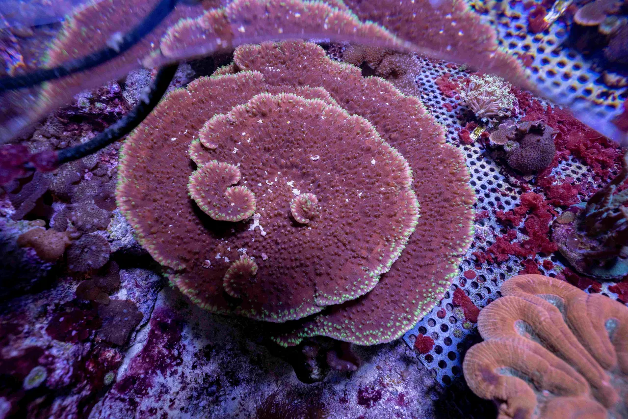 Close-up-koraal-5(1)