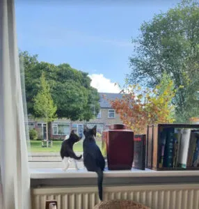 06en kitten8 286x300 1