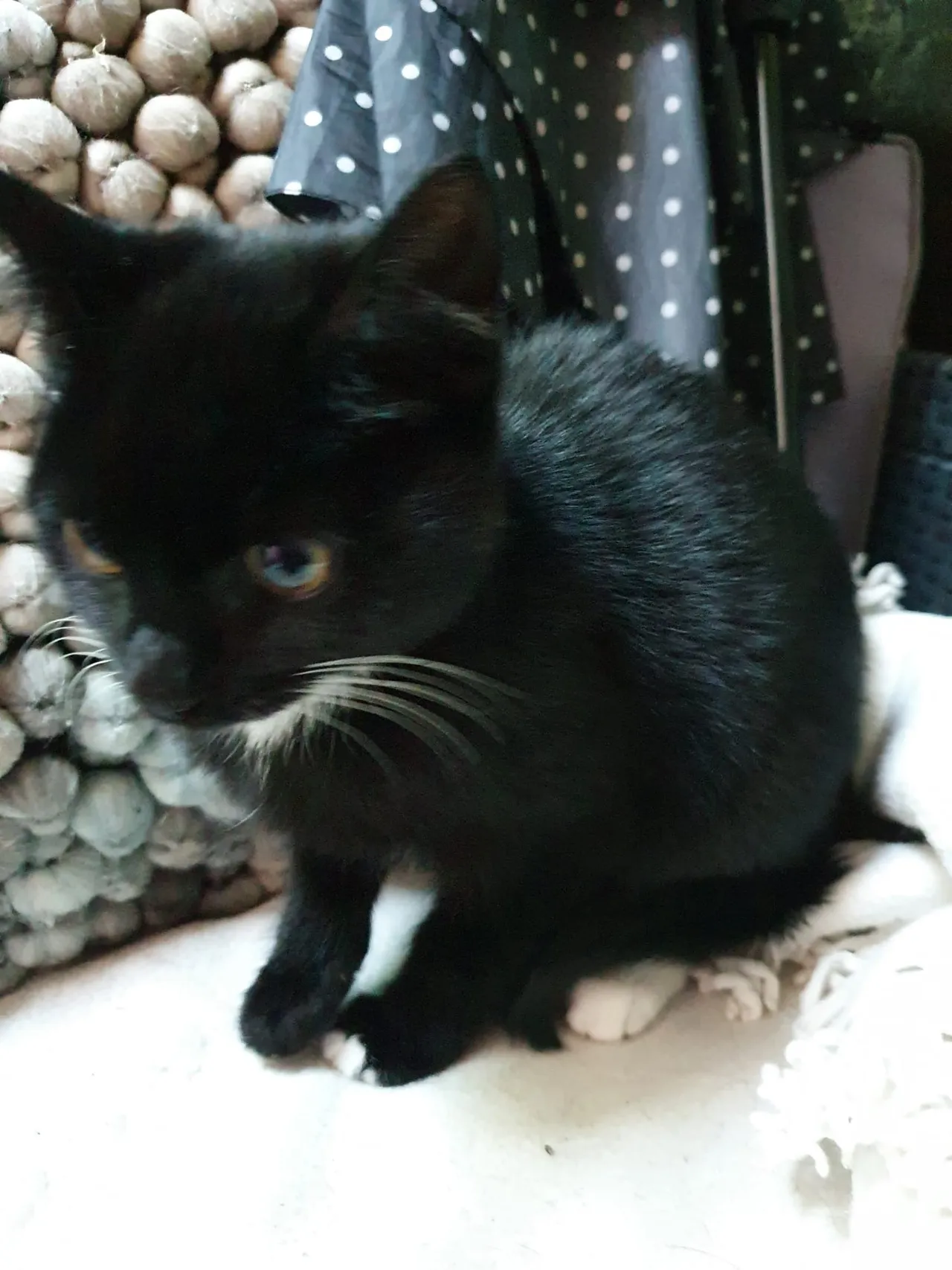 kitten onder de bos hulshorst 25 08