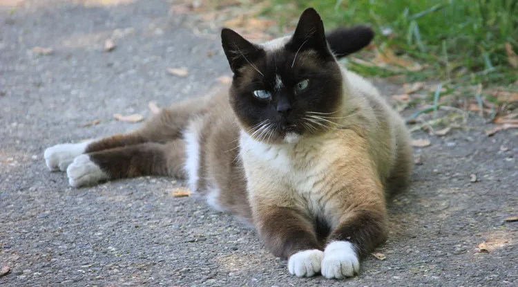 kat mek