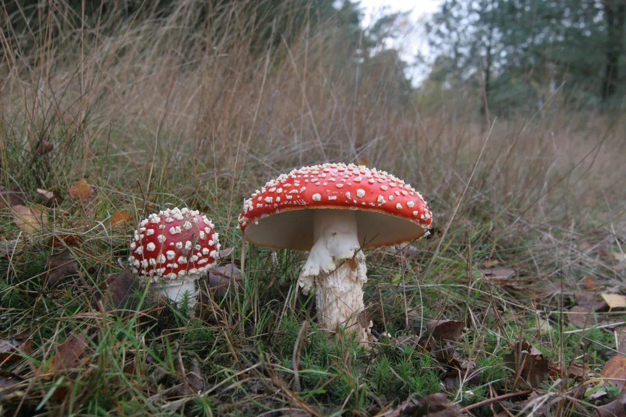 2006 robbert maas npdhv zwam 4 scaled