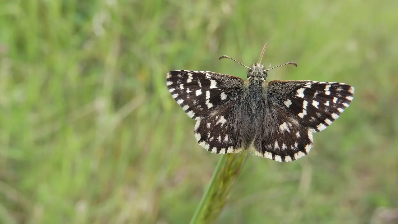 aardbeivlinder marketa machova pixabay