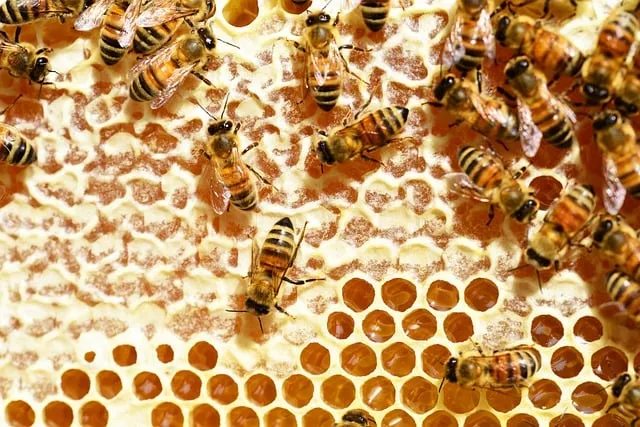 bees 345628 640