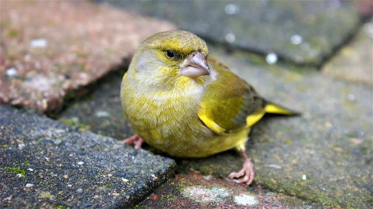 groenling fotorieth pixabay