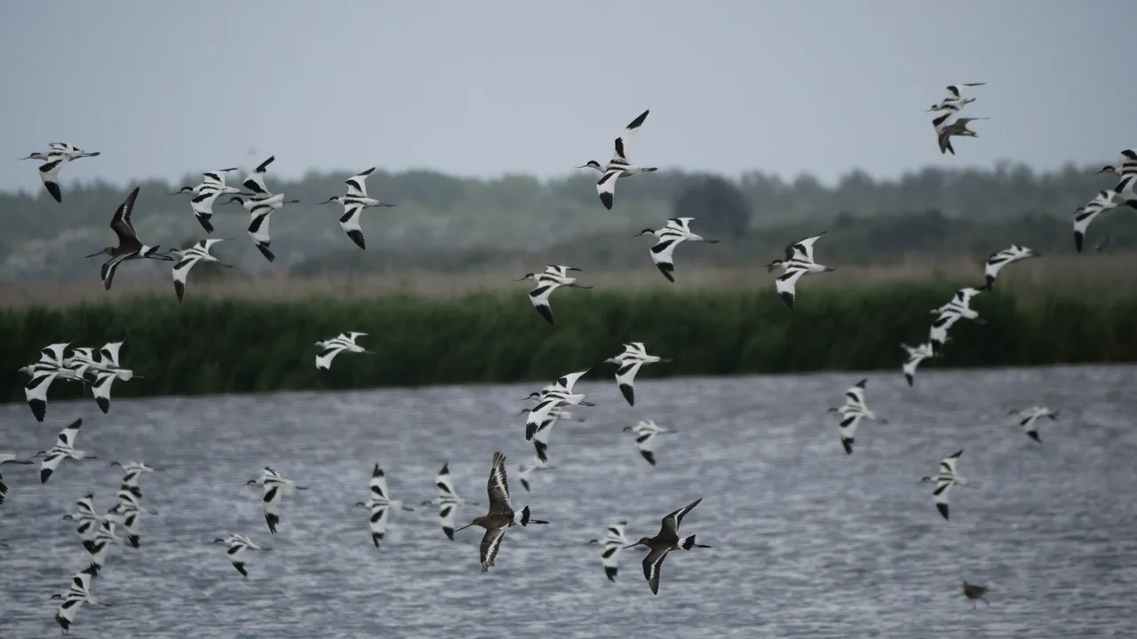 kivieten tom rabe pixabay