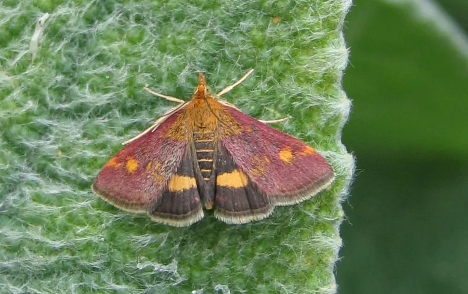 pyrausta aurata muntvlindertje svdmolen cc by sa 30 wikimedia