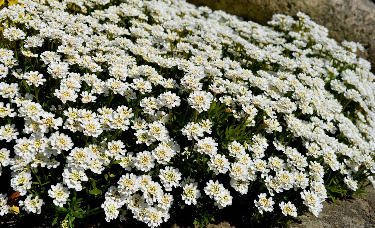 scheefbloem neelam pixabay