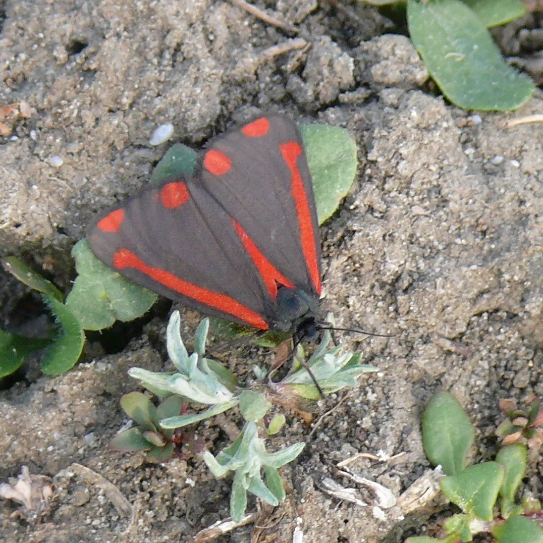 sint jacobsvlinder gwij77ver wikimedia