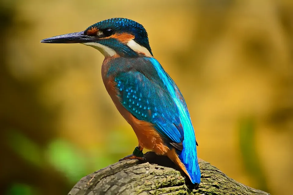 ijsvogel pixabay
