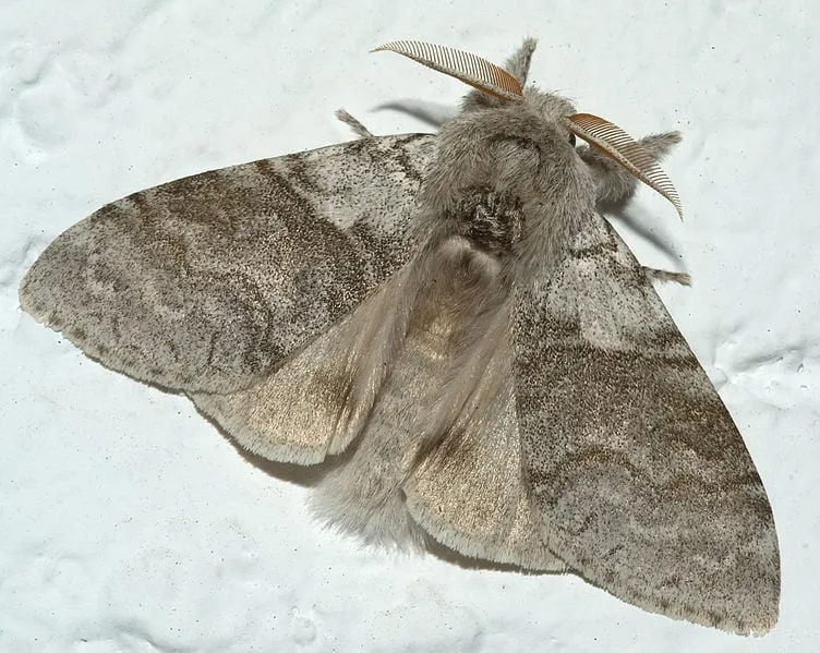 752px calliteara pudibunda kurt kulac wikimedia cc by sa 25