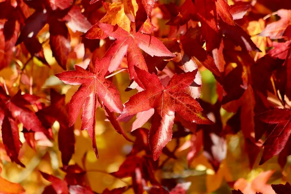 amberboom nennienszweidrei pixabay